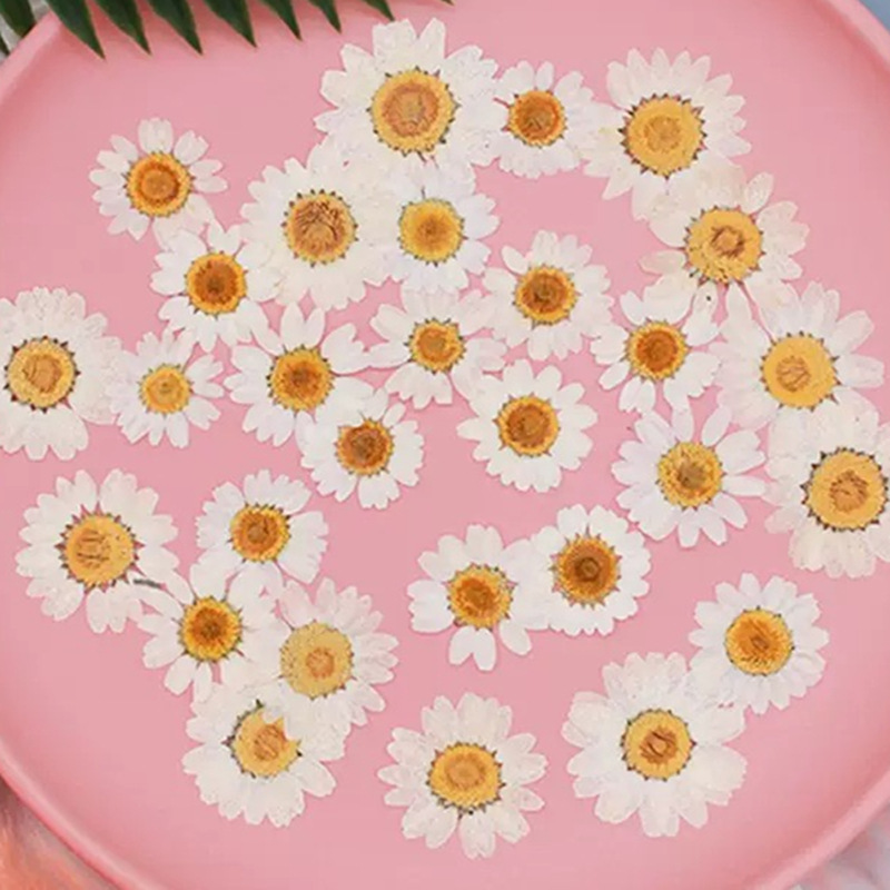 Home Decor Daisy - ดอกเดซี่คริสตัลสีขาวธรรมชาติ 100 ชิ้น ตัวอย่างพืชดอกไม้แห้งแท้ ดอกไม้กดแห้ง ชุดวัสดุ