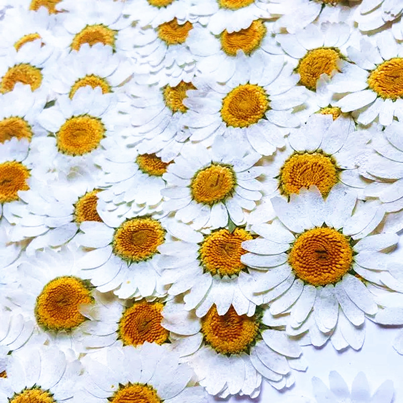 ดอกเดซี่คริสตัลสีขาวธรรมชาติ 1 - Home Decor Daisy บทวิจารณ์และราคา