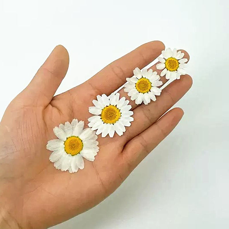 ดอกเดซี่คริสตัลสีขาวธรรมชาติ 1 - Home Decor Daisy บทวิจารณ์และราคา